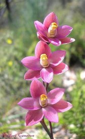 Salmon Sun Orchids (Thelymitra rubra).