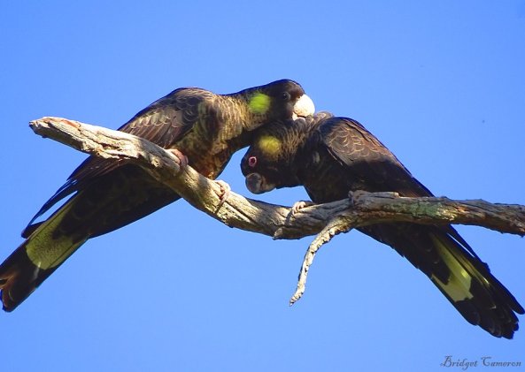 yellow tailed black cockatoo couple sfe by bridget CAmeron